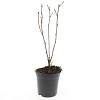 Physocarpus opulif. 'Red Baron' Pot 1,5 liter