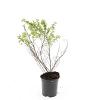 Potentilla f. 'Blink' Pot 1,5 liter