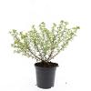 Potentilla f. 'Blink' Pot 1,5 liter