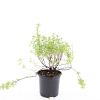Potentilla f. 'Blink' Pot 1,5 liter
