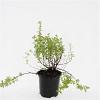 Potentilla f. 'Blink' Pot 1,5 liter