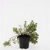 Potentilla f. 'Elizabeth' Pot 1,5 liter