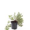 Potentilla f. 'Elizabeth' Pot 1,5 liter