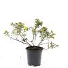 Potentilla f. 'Elizabeth' Pot 1,5 liter