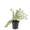Potentilla f. 'Elizabeth' Pot 1,5 liter