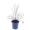 Potentilla f. 'Goldfinger' Pot 1,5 liter