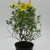Potentilla f. 'Goldfinger' Pot 1,5 liter