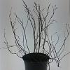 Potentilla f. 'Goldfinger' Pot 1,5 liter
