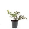Potentilla f. 'Goldstar' Pot 1,5 liter