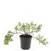 Potentilla f. 'Goldstar' Pot 1,5 liter
