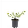 Potentilla f. 'Goldstar' Pot 1,5 liter