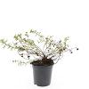 Potentilla f. 'Goldstar' Pot 1,5 liter