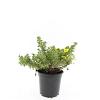 Potentilla f. 'Kobold' Pot 1,5 liter
