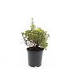 Potentilla f. 'Kobold' Pot 1,5 liter