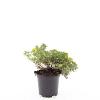 Potentilla f. 'Kobold' Pot 1,5 liter
