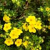 Potentilla f. 'Kobold' Pot 1,5 liter
