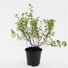 Potentilla f. 'Limelight' Pot 1,5 liter