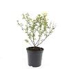 Potentilla f. 'Limelight' Pot 1,5 liter