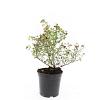 Potentilla f. 'Limelight' Pot 1,5 liter