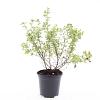 Potentilla f. 'Limelight' Pot 1,5 liter