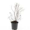 Potentilla f. 'Maanelys' Pot 1,5 liter
