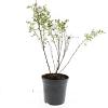 Potentilla f. 'Maanelys' Pot 1,5 liter