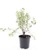 Potentilla f. 'Maanelys' Pot 1,5 liter