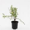 Potentilla f. 'Maanelys' Pot 1,5 liter