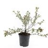 Potentilla f. 'Primrose Beauty' Pot 1,5 liter