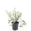 Potentilla f. 'Primrose Beauty' Pot 1,5 liter