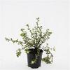 Potentilla f. 'Primrose Beauty' Pot 1,5 liter