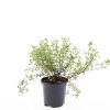 Potentilla f. 'Tangerine' Pot 1,5 liter