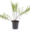 Potentilla f. 'Tangerine' Pot 1,5 liter