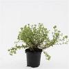 Potentilla f. 'Tangerine' Pot 1,5 liter
