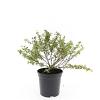 Potentilla f. 'Tangerine' Pot 1,5 liter