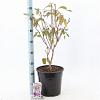 Prunus 'Accolade' Pot 10 liter 100 - 125 cm