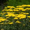 Achillea tomentosa 'Aurea' Pot 9 cm