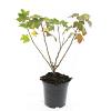 Ribes glandulosum Pot 1,5 liter