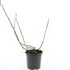 Ribes glandulosum Pot 1,5 liter