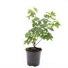 Ribes glandulosum Pot 1,5 liter