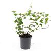 Rubus 'Betty Ashburner' Pot 1,5 liter