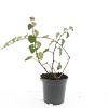 Rubus 'Betty Ashburner' Pot 1,5 liter