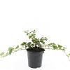 Rubus 'Betty Ashburner' Pot 1,5 liter