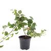 Rubus tricolor Pot 1,5 liter
