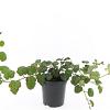 Rubus tricolor Pot 1,5 liter