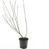 Salix gracilistyla 'Mt. Aso' Pot 1,5 liter
