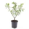 Salix gracilistyla 'Mt. Aso' Pot 1,5 liter