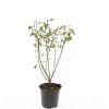 Salix gracilistyla 'Mt. Aso' Pot 1,5 liter