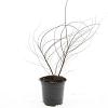 Spiraea arguta Pot 1,5 liter