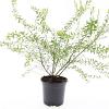 Spiraea arguta Pot 1,5 liter